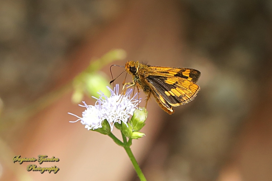 Skipper Butterfly, The Lesser Dart, Potanthus omaha  Geotagged,Indonesia,Lesser dart,Potanthus omaha,Summer