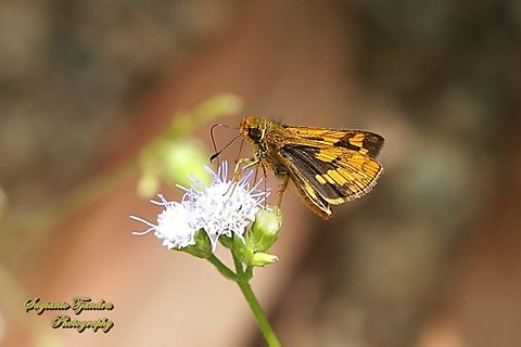 Skipper Butterfly, The Lesser Dart, Potanthus omaha  Geotagged,Indonesia,Lesser dart,Potanthus omaha,Summer