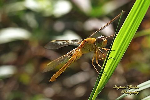 Scarlet Skimmer Dragonfly, Crocothemis servilia  Crocothemis servilia,Geotagged,Indonesia,Scarlet Skimmer,Summer