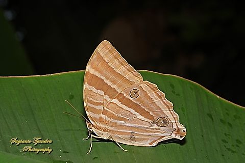 Palm King Butterfly, Amathusia phidippus  Amathusia phidippus,Geotagged,Indonesia,Palmking,Summer