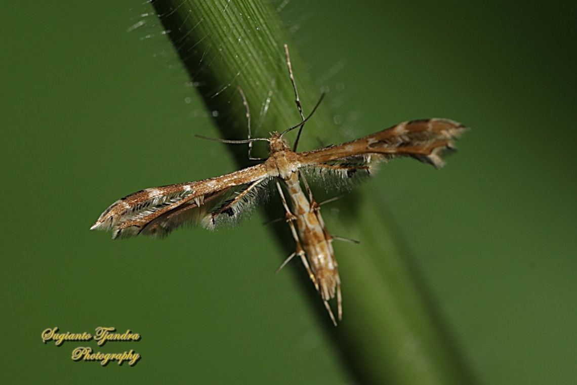 Fire-flag Plume Moth, Sphenarches anisodactylus  Fire-flag Plume Moth,Geotagged,Indonesia,Sphenarches anisodactylus,Summer