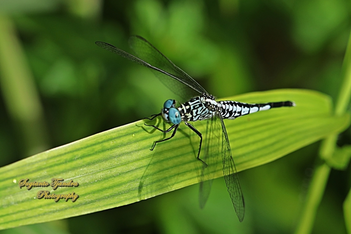Trumpet-tail Dragonfly, Acisoma panorpoides - male  Acisoma panorpoides,Geotagged,Grizzled pintail,Indonesia,Summer