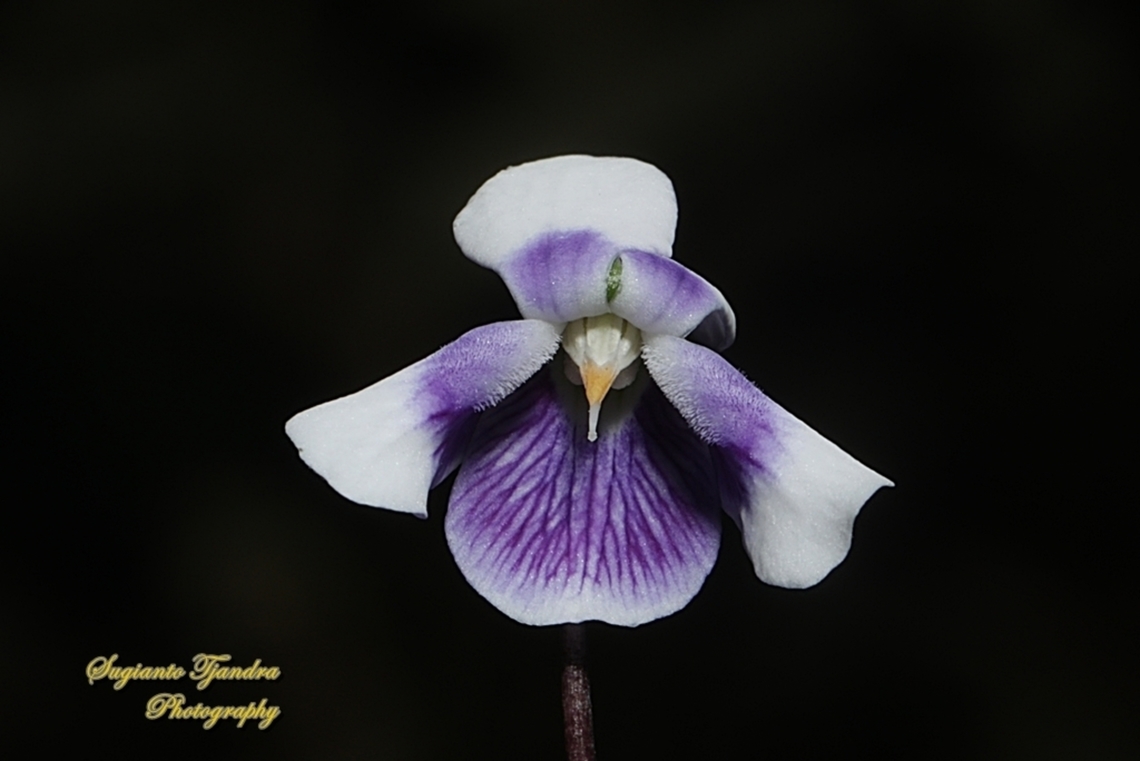 Australian Native Violet Flower/ Ivy Leaf Violet, Violet hederaceae  Australia,Fall,Geotagged