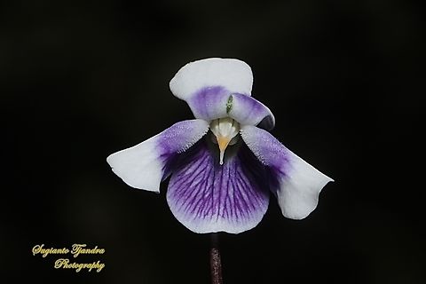 Australian Native Violet Flower/ Ivy Leaf Violet, Violet hederaceae  Australia,Fall,Geotagged