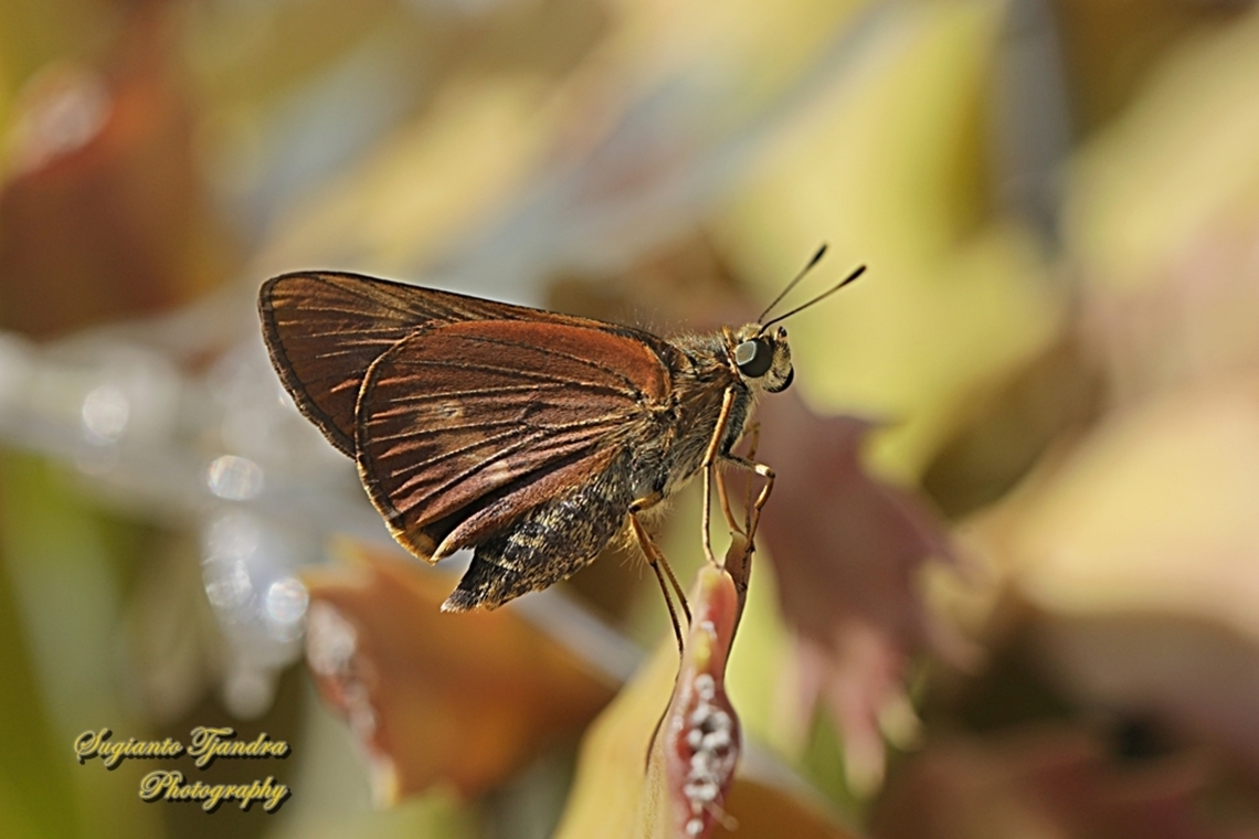 Skipper Butterfly, Orange Palm Dart, Cephrenes augiades ssp sperthias  Australia,Cephrenes augiades,Fall,Geotagged