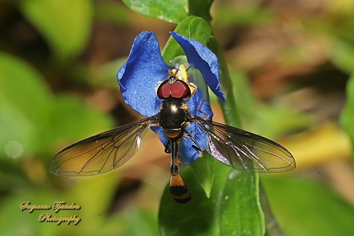 Waisted Slender Hoverfly, Allobaccha Sp.  Australia,Fall,Geotagged