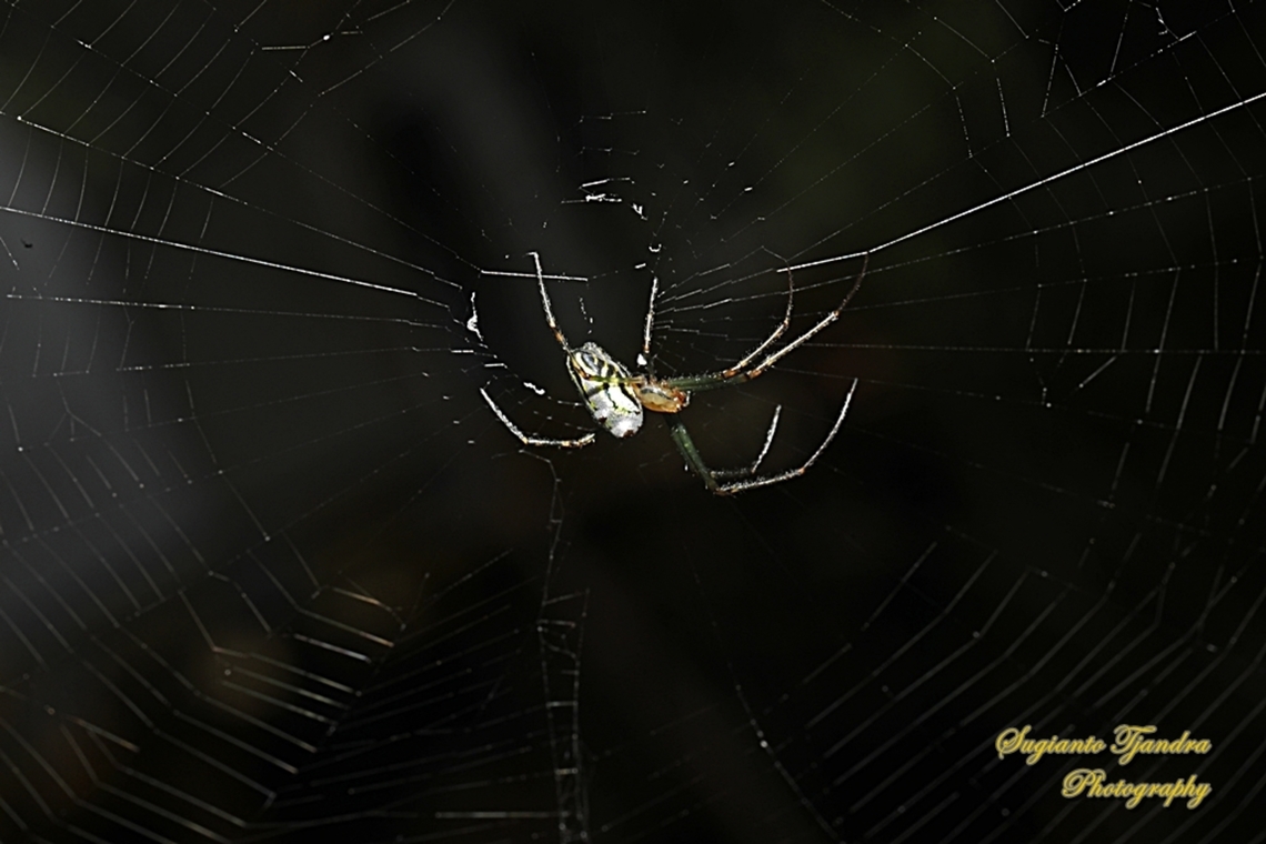 Silver Orb  Spider, Leucauge dromedaria, female  Australia,Fall,Geotagged,Humped silver orb spider,Leucauge dromedaria