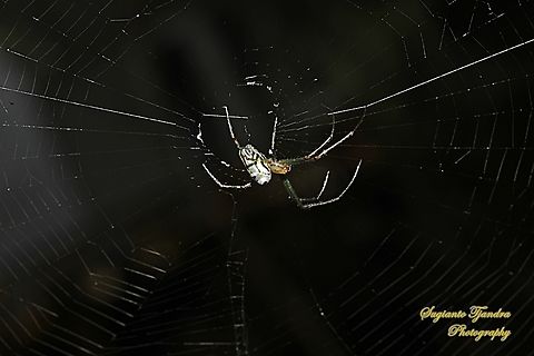 Silver Orb  Spider, Leucauge dromedaria, female  Australia,Fall,Geotagged,Humped silver orb spider,Leucauge dromedaria