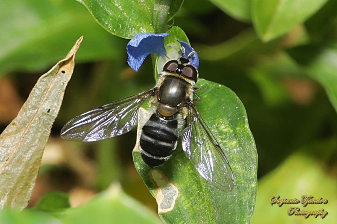 Native-bee-mimic Fly, Eumerus peltatus (???), family Syrphidae  Australia,Fall,Geotagged