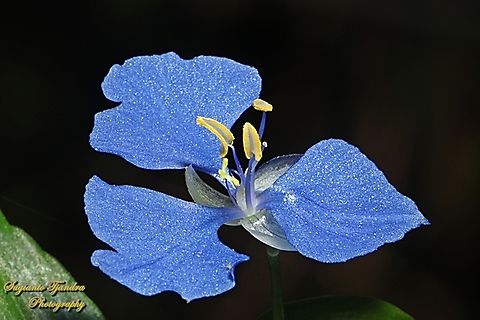 Scurvy Weed Flower, Commelina cyanea  Australia,Commelina cyanea,Fall,Geotagged,Scurvy weed