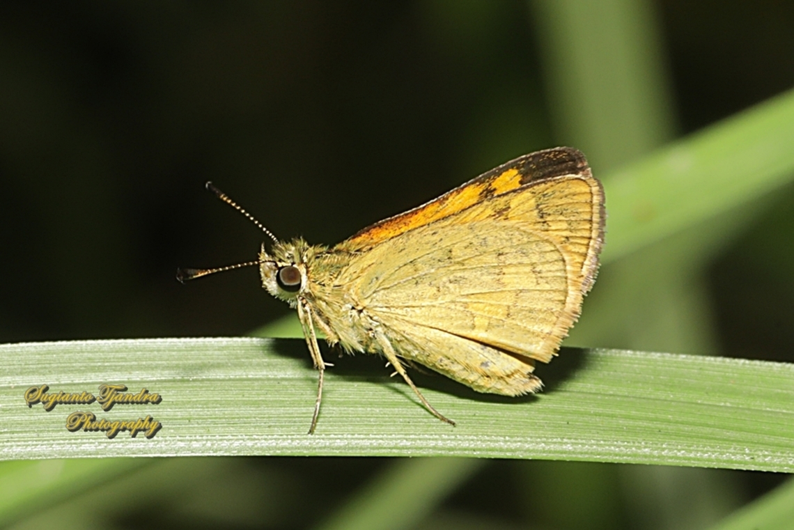Skipper Butterfly, Yellow-banded dart, Ocybadistes walkeri ssp sothis  Australia,Fall,Geotagged,Ocybadistes walkeri,Yellow-banded Dart