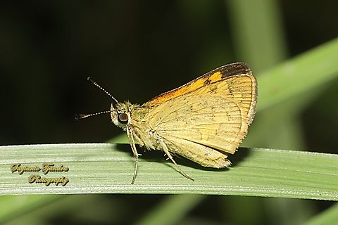 Skipper Butterfly, Yellow-banded dart, Ocybadistes walkeri ssp sothis  Australia,Fall,Geotagged,Ocybadistes walkeri,Yellow-banded Dart