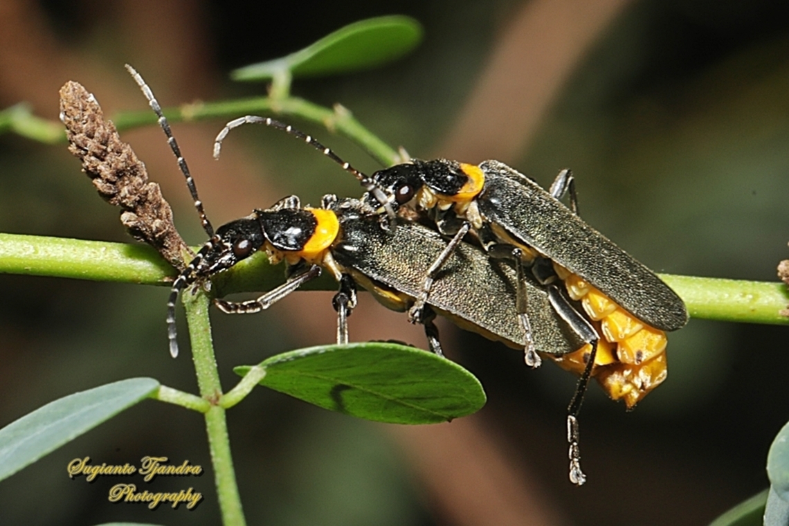 Plague Soldier Beetle, Chauliognathus lugubris, family Cantharidae - "mating"  Australia,Chauliognathus lugubris,Fall,Geotagged,Plague soldier beetle