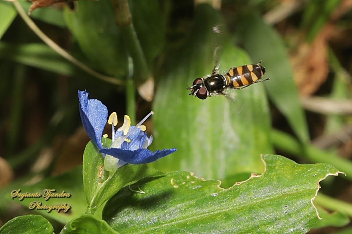 Common Halfband Hoverfly, Melangyna viridiceps, family Syrphidae  Australia,Common Halfband,Fall,Geotagged,Melangyna viridiceps