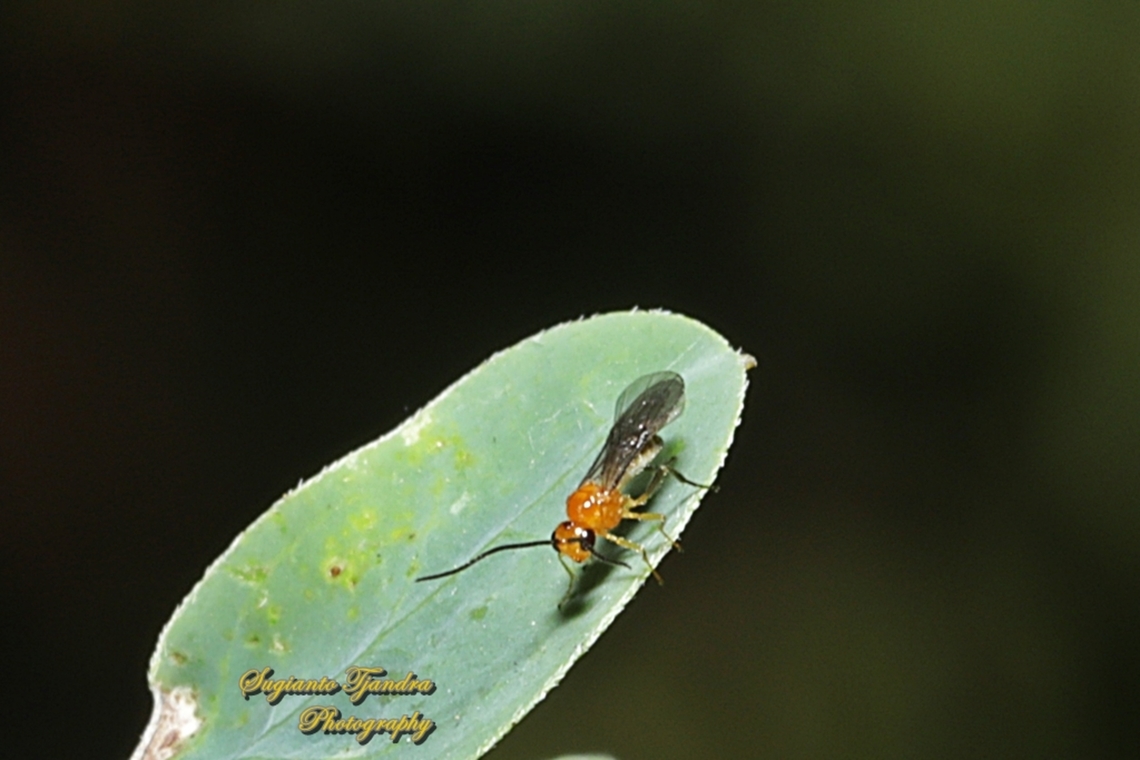 Orange Braconid Wasp, Creeps Sp., family Braconidae  Australia,Fall,Geotagged