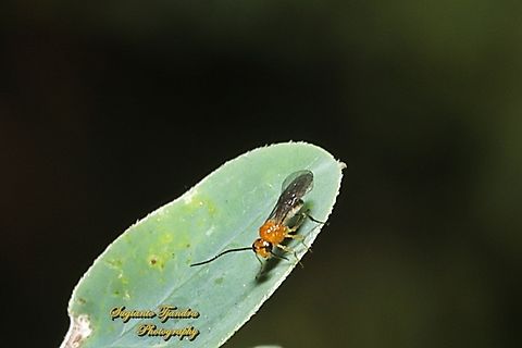 Orange Braconid Wasp, Creeps Sp., family Braconidae  Australia,Fall,Geotagged