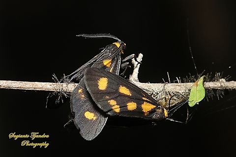 Spotted Lichen Moth, Asura cervicalis, family Arctiinae  Asura cervicalis,Australia,Fall,Geotagged