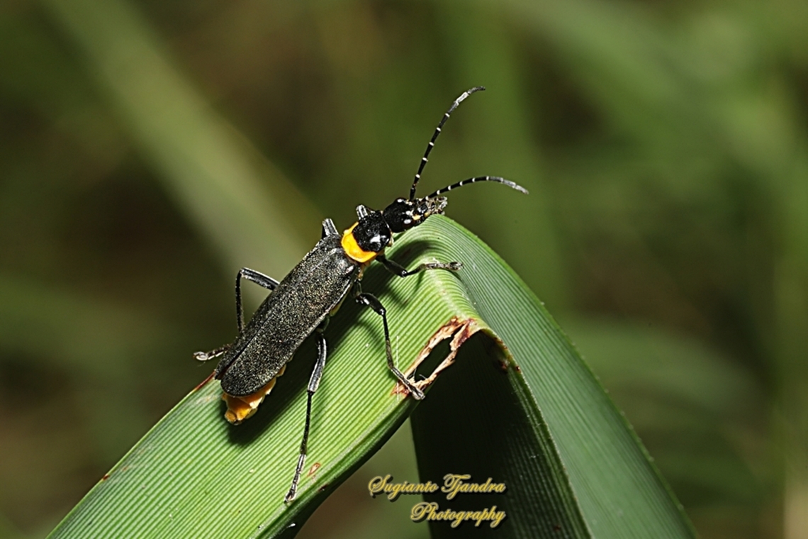 Plague Soldier Beetle, Chauliognathus lugubris, family Cantharidae  Australia,Chauliognathus lugubris,Fall,Geotagged,Plague soldier beetle