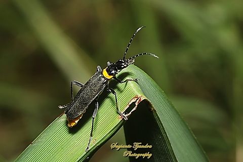 Plague Soldier Beetle, Chauliognathus lugubris, family Cantharidae  Australia,Chauliognathus lugubris,Fall,Geotagged,Plague soldier beetle