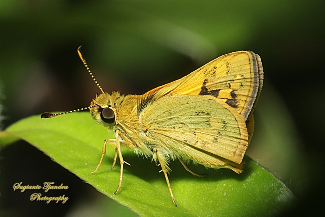 Skipper Butterfly, Yellow-banded dart, Ocybadistes walkeri ssp sothis  Australia,Fall,Geotagged,Ocybadistes walkeri,Yellow-banded Dart