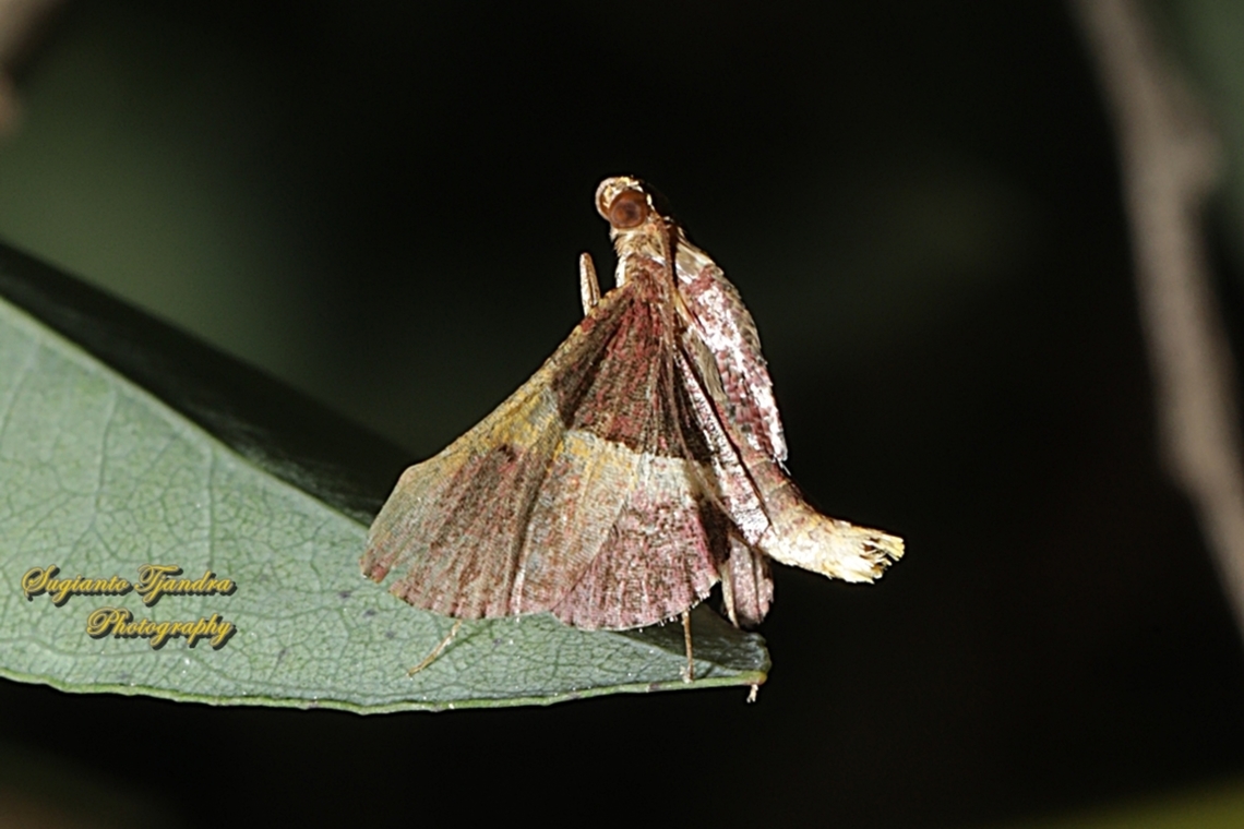 Snout Moth, Endotricha mesenterialis, family Pyralidae  Australia,Endotricha mesenterialis,Fall,Geotagged