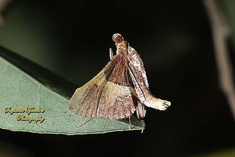 Snout Moth, Endotricha mesenterialis, family Pyralidae  Australia,Endotricha mesenterialis,Fall,Geotagged