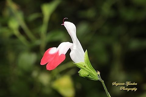 Baby Sage flower, Salvia microphylla  Australia,Baby sage,Fall,Geotagged,Salvia microphylla