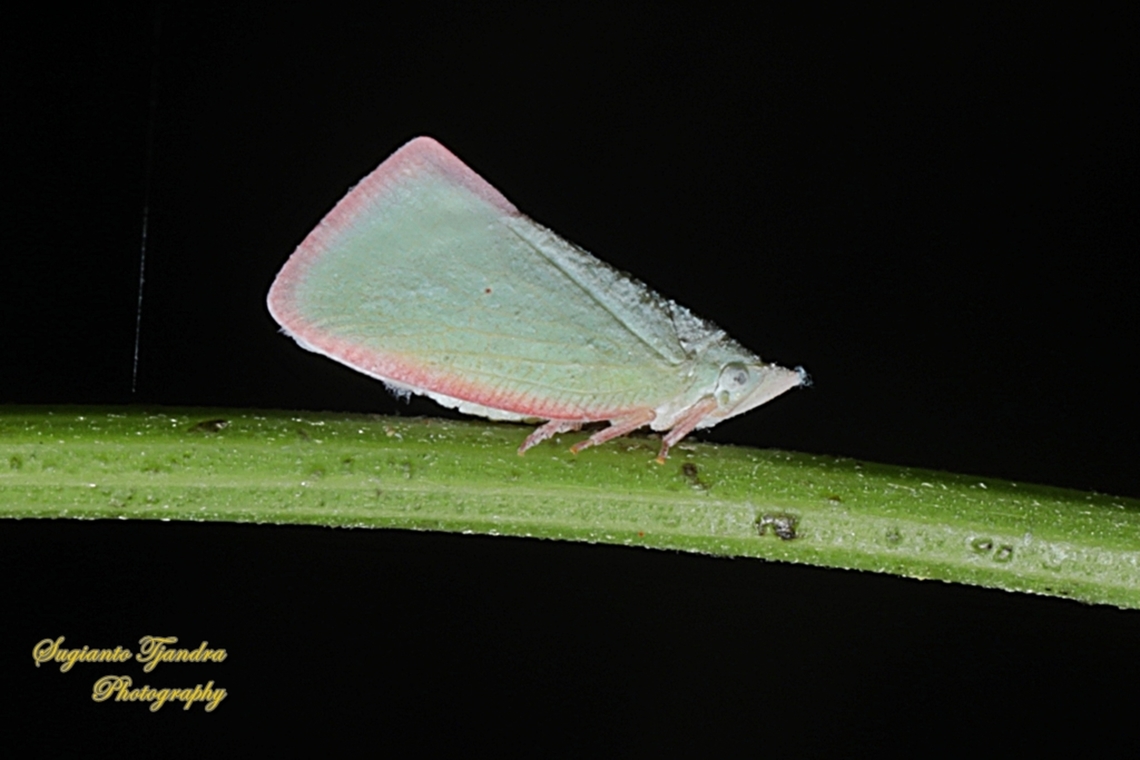 Pink planthopper, Colgar Sp, subfamily Flatinae, tribe Flatini  Australia,Fall,Geotagged
