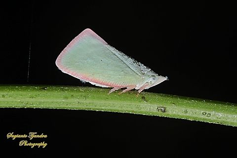 Pink planthopper, Colgar Sp, subfamily Flatinae, tribe Flatini  Australia,Fall,Geotagged