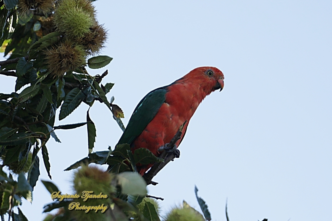Australian King Parrot, Alisterus scapularis  Alisterus scapularis,Australia,Australian king parrot,Fall,Geotagged