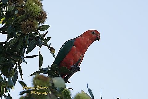 Australian King Parrot, Alisterus scapularis  Alisterus scapularis,Australia,Australian king parrot,Fall,Geotagged