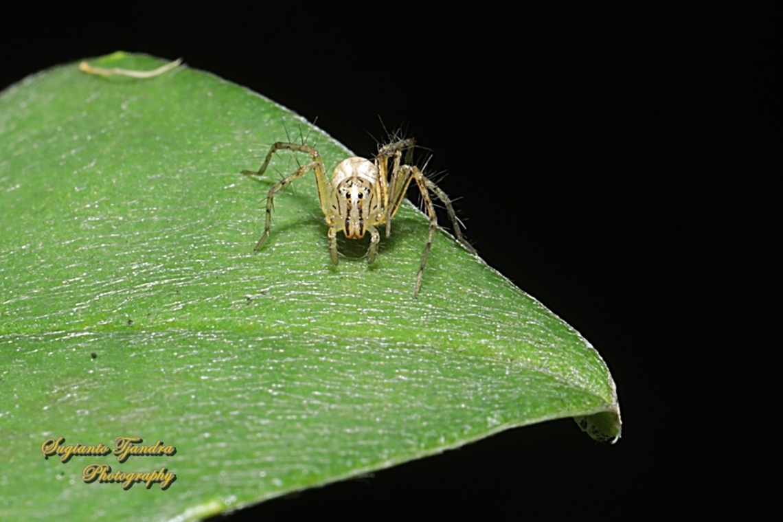 Lynx Spider, Oxyopes Sp.  Australia,Fall,Geotagged
