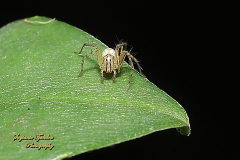 Lynx Spider, Oxyopes Sp.  Australia,Fall,Geotagged