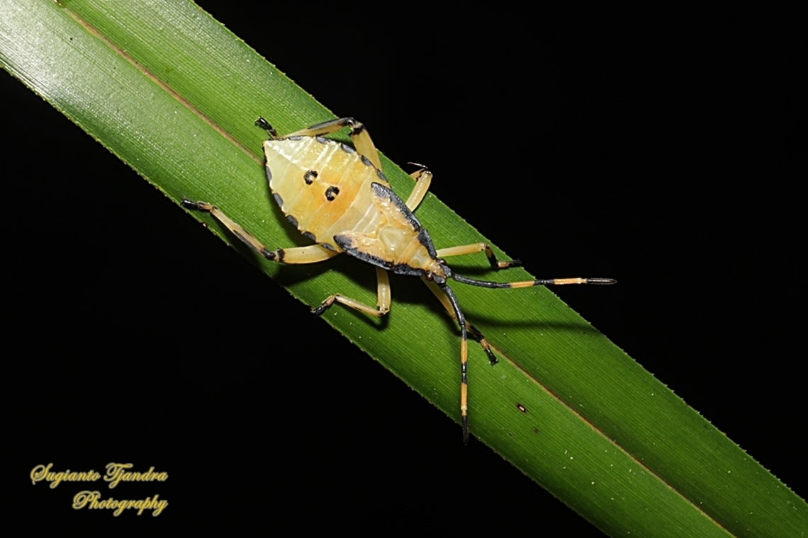 Leaf-footed bug, Amorbus Sp., family Coreidae  Australia,Fall,Geotagged