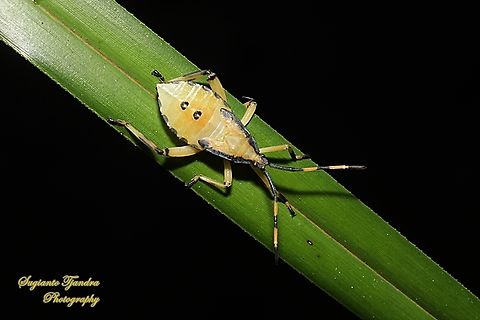 Leaf-footed bug, Amorbus Sp., family Coreidae  Australia,Fall,Geotagged