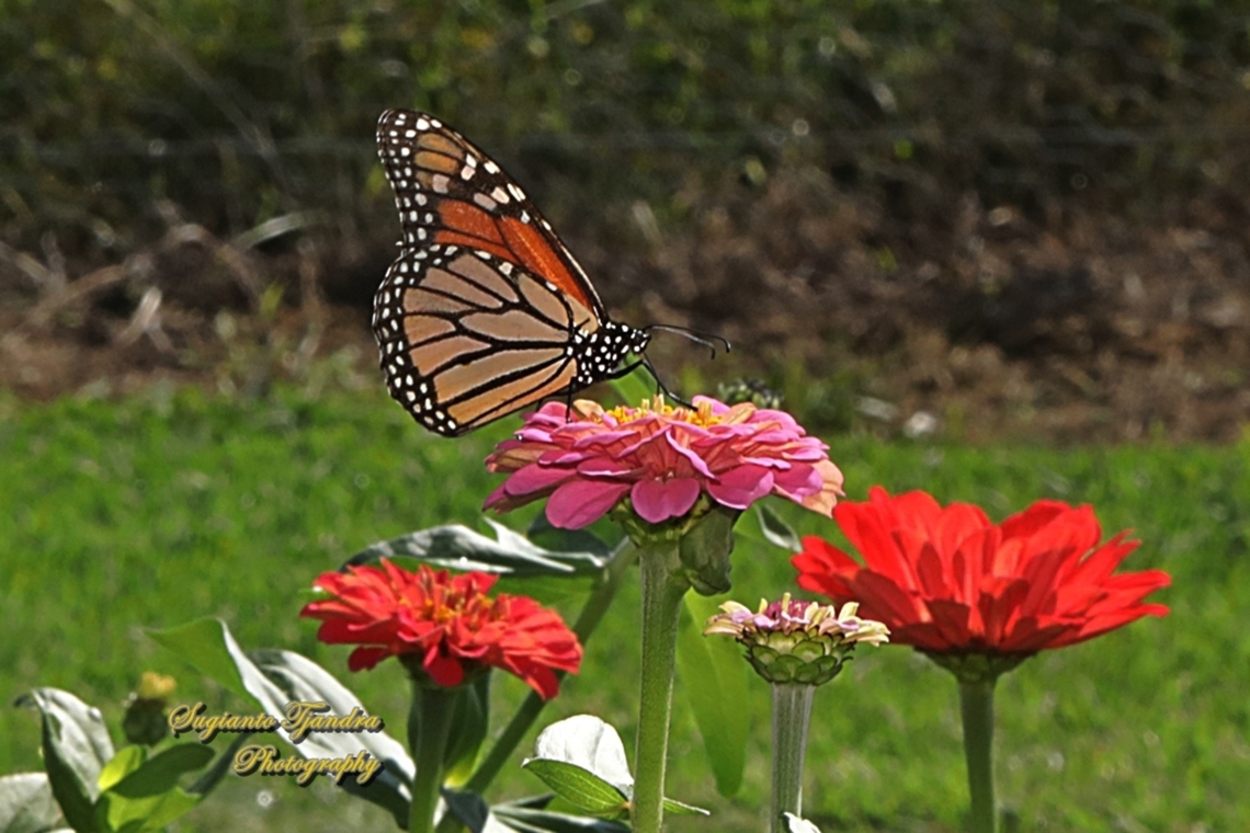 Monarch Butterfly, Danaus plexippus  Australia,Danaus plexippus,Fall,Geotagged,Monarch butterfly