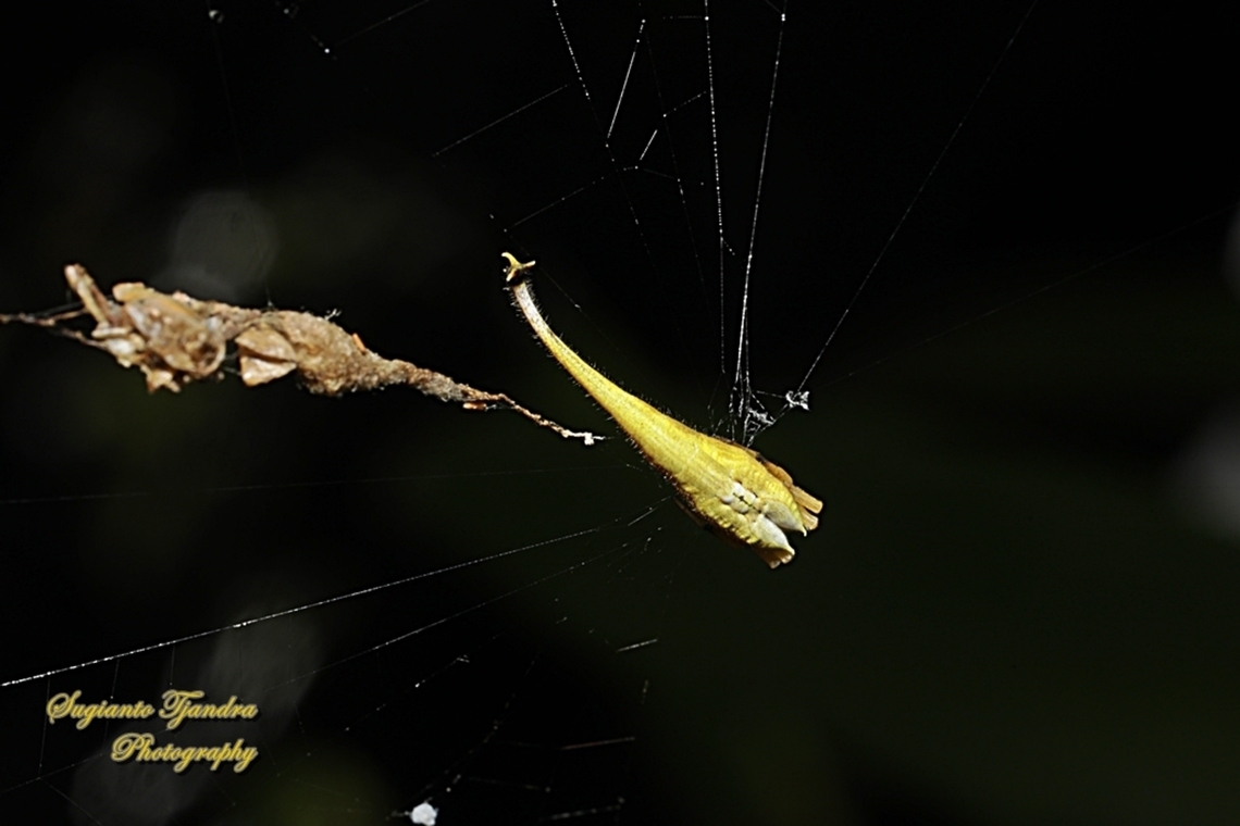 Scorpion-tailed Spider, Arachnura higginsi, family Araneidae  Arachnura higginsi,Australia,Fall,Geotagged,Scorpion-tailed Spider