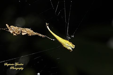 Scorpion-tailed Spider, Arachnura higginsi, family Araneidae  Arachnura higginsi,Australia,Fall,Geotagged,Scorpion-tailed Spider