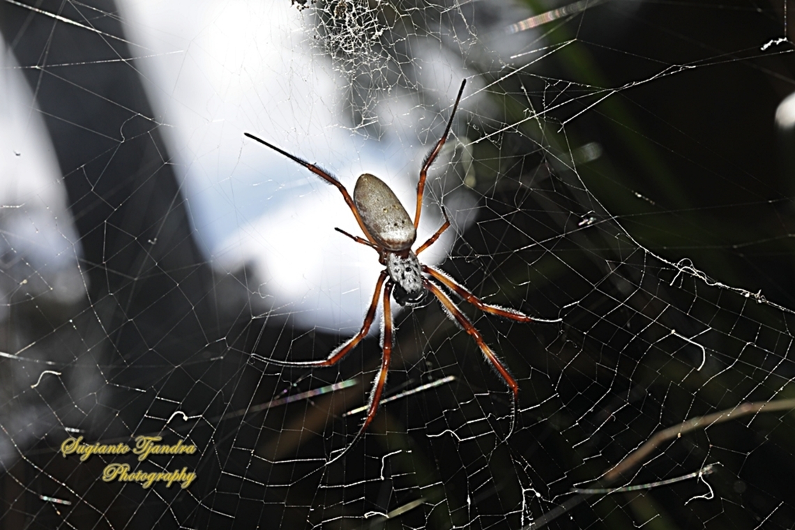 Australian Golden Orbweaver Spider, Trichonephila edulis family Araneidae  Australia,Fall,Geotagged,Trichonephila edulis
