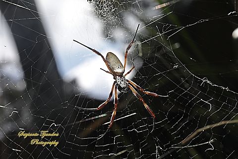 Australian Golden Orbweaver Spider, Trichonephila edulis family Araneidae  Australia,Fall,Geotagged,Trichonephila edulis