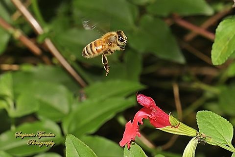 Honey Bee, Apis mellifera, family Apidae  Apis mellifera,Australia,Fall,Geotagged,Western honey bee