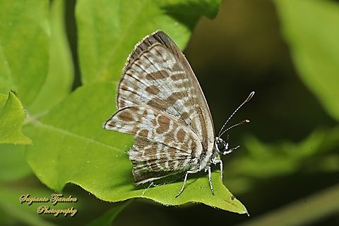 Zebra Blue butterfly, Leptotes plinius, family Lycaenidae  Australia,Fall,Geotagged,Tarucus plinius,Zebra Blue