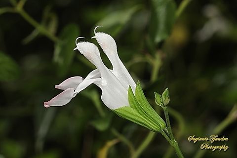 Baby Sage, Salvia microphylla  Australia,Baby sage,Fall,Geotagged,Salvia microphylla
