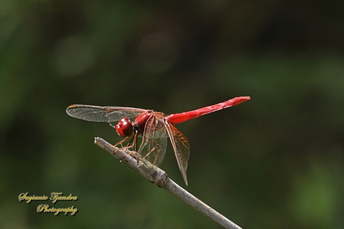 Scarlet Percher Dragonfly, Diplacodes haematodes, family Libellulidae  Australia,Diplacodes haematodes,Fall,Geotagged,Scarlet percher