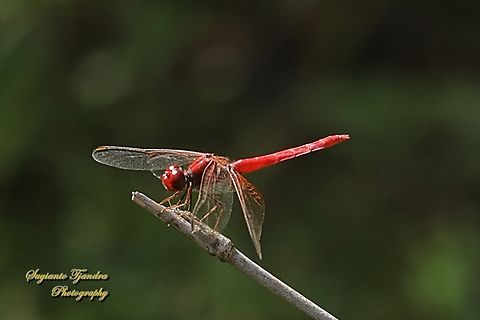 Scarlet Percher Dragonfly, Diplacodes haematodes, family Libellulidae  Australia,Diplacodes haematodes,Fall,Geotagged,Scarlet percher