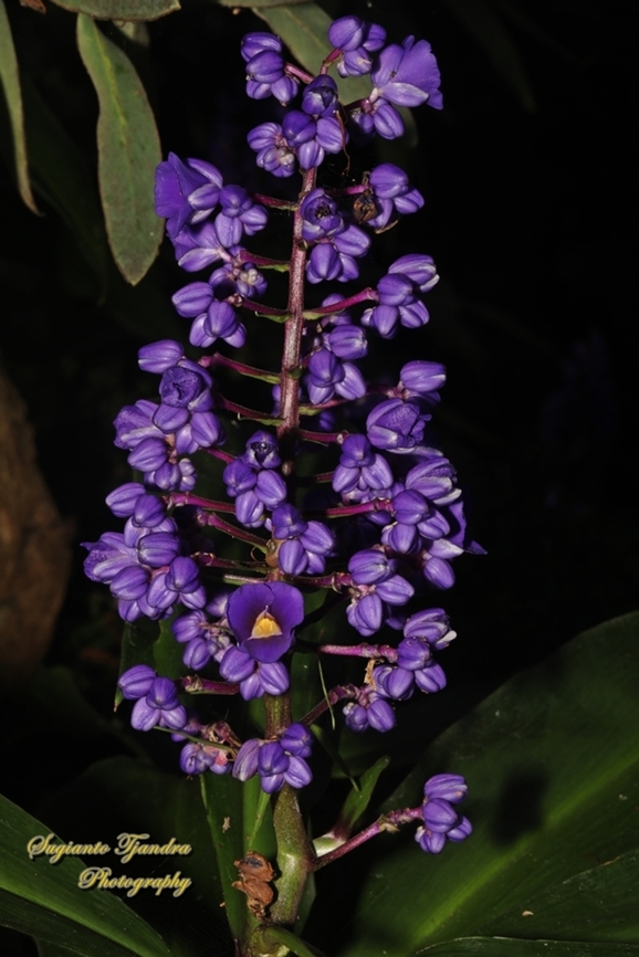 Blue Ginger flower, Dichorisandra thyrsiflora  Australia,Blue Ginger,Dichorisandra thyrsiflora,Fall,Geotagged