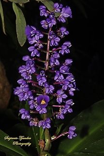 Blue Ginger flower, Dichorisandra thyrsiflora  Australia,Blue Ginger,Dichorisandra thyrsiflora,Fall,Geotagged