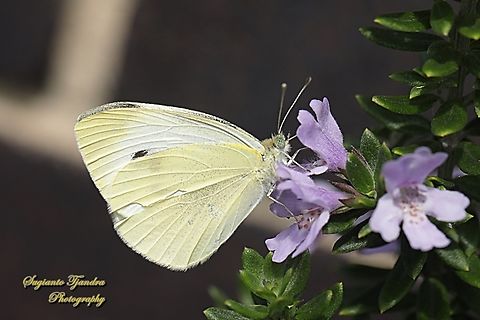 Cabbage White Butterfly, Pieris rapae, family Pieridae  Australia,Fall,Geotagged,Pieris rapae,Small White