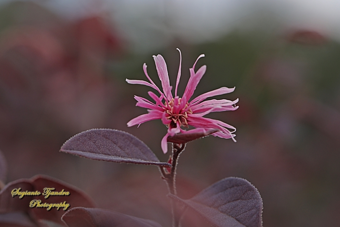 Chinese Fringe flower, Loropetalum Chinense  Australia,Fall,Geotagged,Loropetalum Chinense,Loropetalum chinense