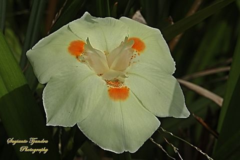 Chinese Fringe flower, Loropetalum Chinense  Australia,Fall,Geotagged
